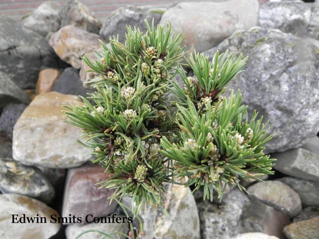 Pinus mugo 'Bonsai Kramer'